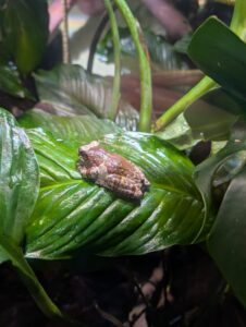 Small brown toad perched on wet green foliage with striped leaves and vine stems