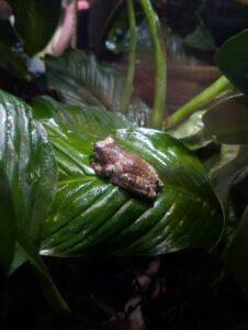 Brown insect perched on a wet green leaf surrounded by foliage