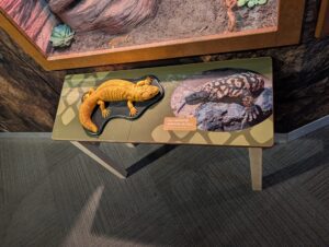 Museum display panel comparing a bright orange Gila monster on the left with a darker patterned Gila monster on the right, with bilingual label "GILA MONSTER / MONSTRE DE GILA" and scientific name visible