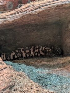 Gila monster with distinctive beaded black and pink patterned skin resting beneath a rocky overhang in desert terrain
