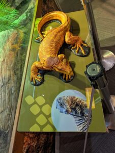 Gold and orange bearded dragon with black markings displayed on a yellow-green panel, alongside a close-up photo of a reptile's head and green plant foliage in an educational exhibit