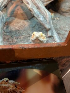 Bearded dragon peering over a wooden perch in an enclosure, with another bearded dragon visible below