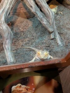 Bearded dragon resting on sandy ground beneath weathered wood branches in an enclosure