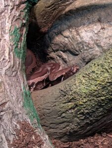 Reddish-brown lizard resting in a rocky crevice covered with green and grey moss and lichen