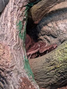 Reddish-brown lizard resting on rocks in a narrow crevice, with green moss and lichen visible on surrounding stone surfaces