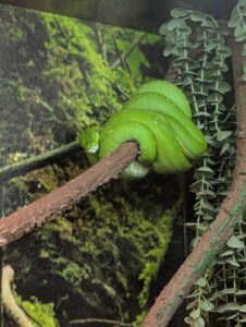 Bright green tree python coiled on a branch in a humid enclosure, with mossy walls and trailing succulent plants visible in the background