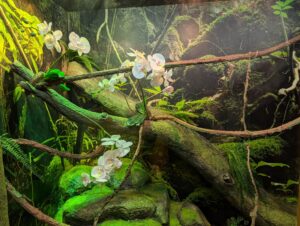 White orchids blooming on moss-covered branches in a lush, humid greenhouse or terrarium environment with ferns and dense green vegetation