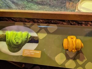 Green tree python coiled on a branch and golden yellow snake coiled in an enclosure, displaying two different python species in captivity