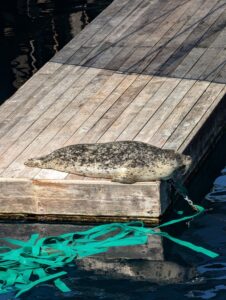 Harbour seal resting on wooden dock beside moored boat with green rope, water visible in background