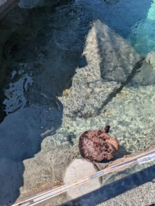 Sea otter resting on rocks in shallow coastal water, viewed from above