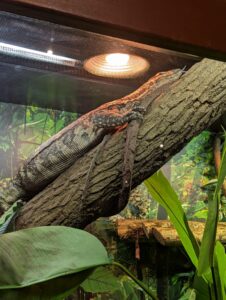 Gila monster on a textured branch in a terrarium with heat lamp, surrounded by green vegetation and foliage