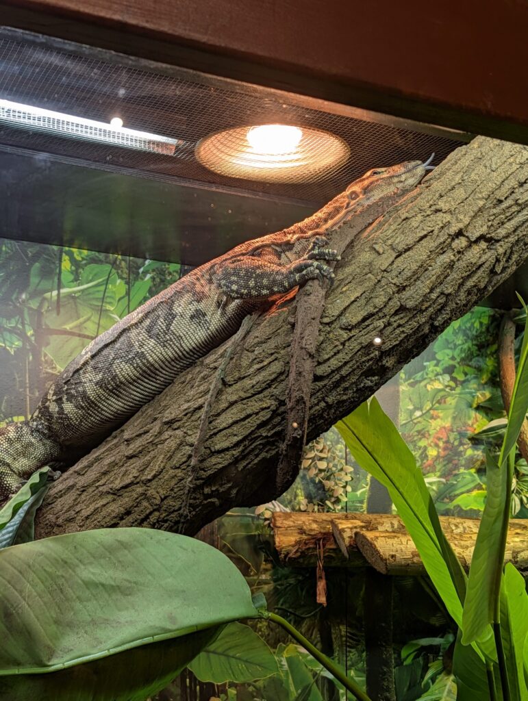 Gila monster on a textured branch in a terrarium with heat lamp, surrounded by green vegetation and foliage