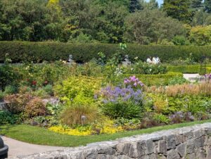 Formal garden with mixed perennial borders featuring purple flowers, yellow-leaved shrubs, and ornamental grasses, backed by tall hedges and woodland with visitors strolling along stone pathways