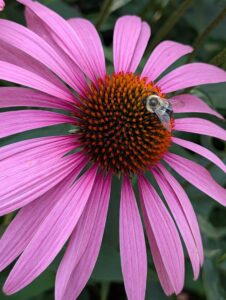 Bee foraging on a purple coneflower with orange-red central disc
