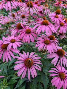 Cluster of purple coneflowers with pink petals radiating from orange-brown central discs, surrounded by green foliage and buds