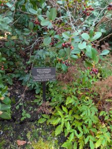 Black chokeberry (Autumn Magic) shrub with dark red and black berries on branches with green leaves, identified by a botanical plant label in a garden setting