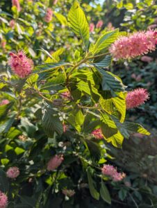 Bottlebrush plant with pink fuzzy flower clusters and bright yellow-green leaves backlit by sunlight
