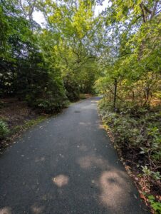Paved pathway winding through a lush forest canopy with dappled sunlight filtering through green leaves overhead