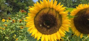Close-up of a sunflower with bright yellow petals and dark brown seed disc, surrounded by additional sunflowers and green foliage in a field