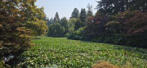 Pond surrounded by coniferous and deciduous trees with autumn foliage, lily pads covering the water surface, and manicured shrubs along the shoreline