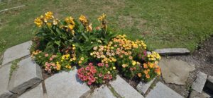 Garden bed with yellow and pink daisies and tall yellow irises bordered by stone pavers and grass lawn