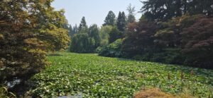 Pond surrounded by mature trees and shrubs with lily pads covering the water surface and autumn foliage in the background