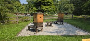 Beekeeping apiary in a pastoral setting with multiple wooden hives on stands, including a distinctive orange hive, arranged on a gravel pad bordered by wooden fencing and lush green trees