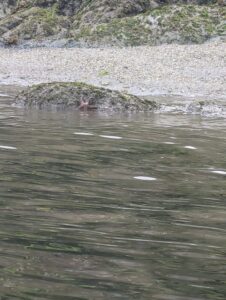 Sea star partially submerged in shallow water near a moss-covered rock and pebbly beach