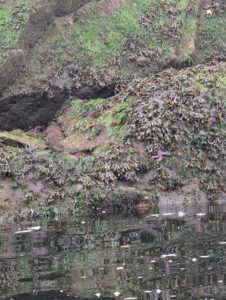 Ivy and moss-covered stone wall beside still water with fallen leaves floating on the surface