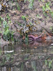 Rocky tidal pool with purple sea star and seaweed-covered rocks exposed at low tide
