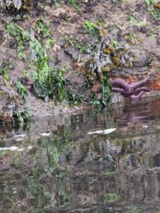 Sea star and kelp on rocky intertidal shore with shallow tidal pool