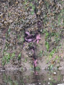 Rock surface covered with brown and green seaweed, with bright purple starfish clinging to the wet rock face above shallow water