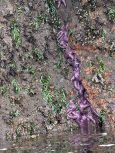 Rocky tidal zone covered with green seaweed and purple sea stars, with shallow water at the base