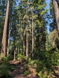 Old-growth coniferous forest with towering evergreen trees, lichen-draped branches, and a woodland path through dense undergrowth under clear blue sky