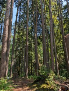 Tall coniferous forest with dense evergreen trees, moss-covered trunks, and dappled sunlight filtering through the canopy onto the forest floor