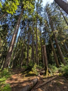 Low-angle view of a dense coniferous forest with tall, straight evergreen trees, dappled sunlight filtering through the canopy, and a forest floor covered with fallen logs and moss