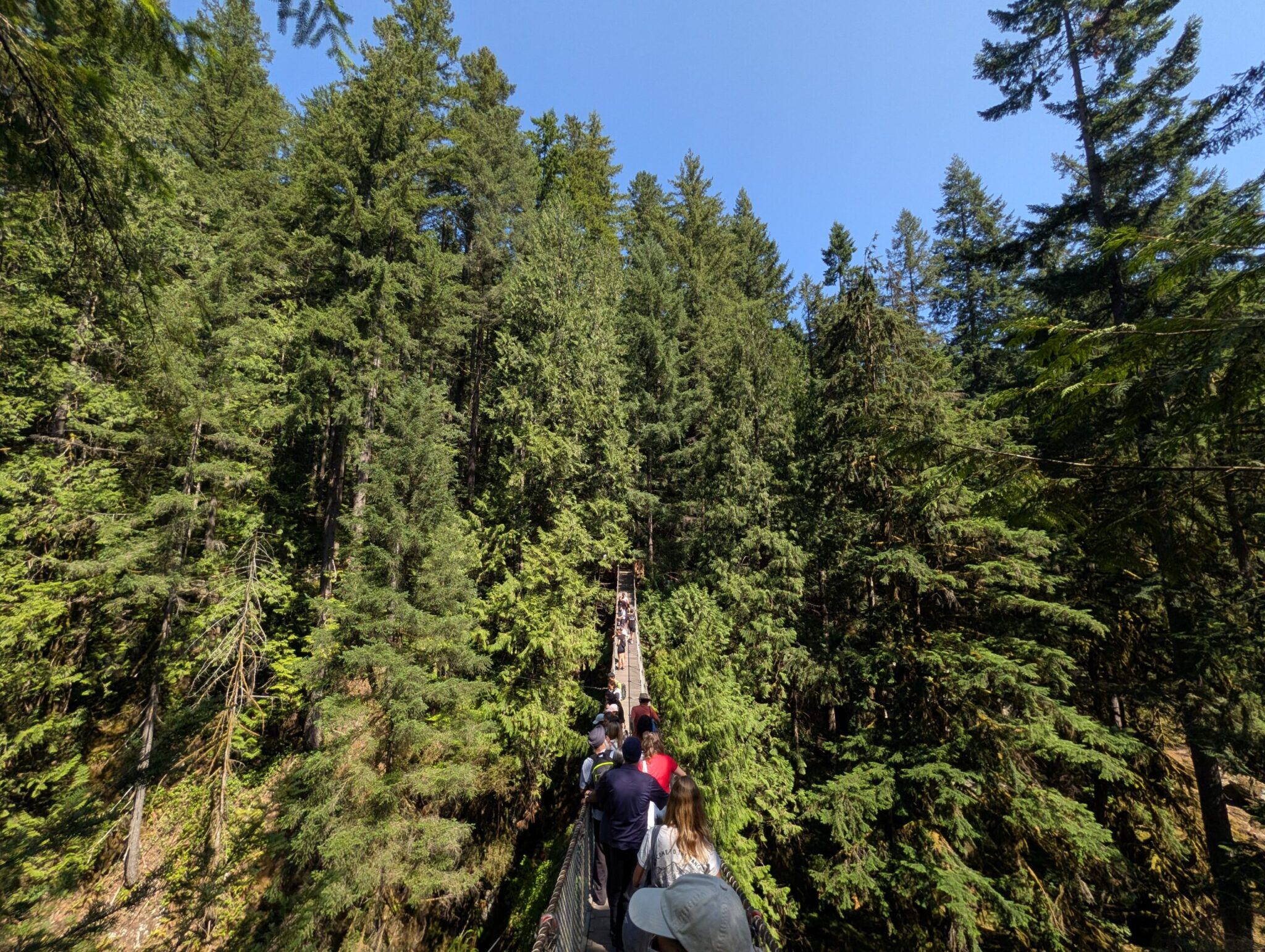 Visitors walking across a suspended wooden bridge through a towering coniferous forest under clear blue sky